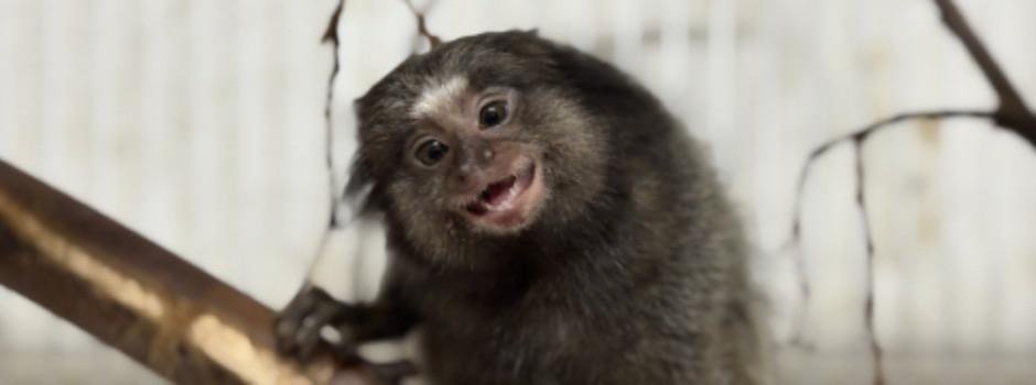 MA registra mais de 3,7 mil ocorrências envolvendo animais silvestres